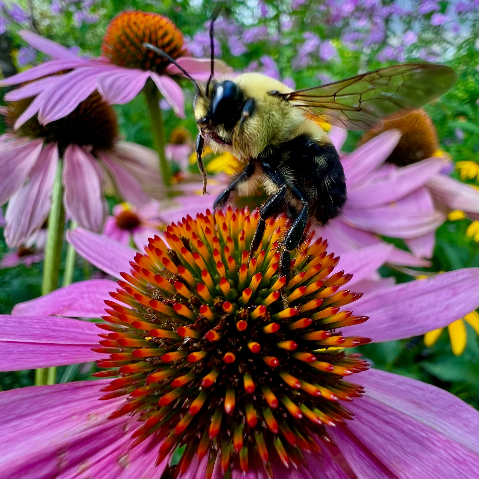 A bee on the center of a pink flower